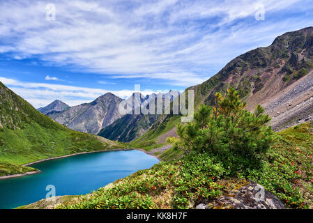 Pin nain de Sibérie (pinus pumila) dans la toundra est sayan. la Russie. Banque D'Images