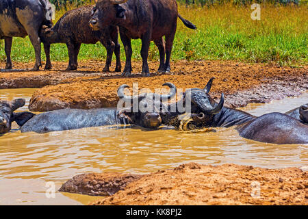 Buffle mâle et femelle dans un trou d'eau en Ouganda Banque D'Images