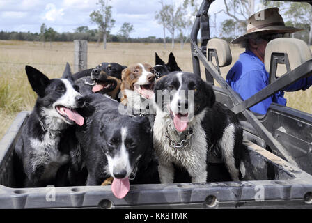 Australian cattle dogs, nos meilleurs amis Banque D'Images