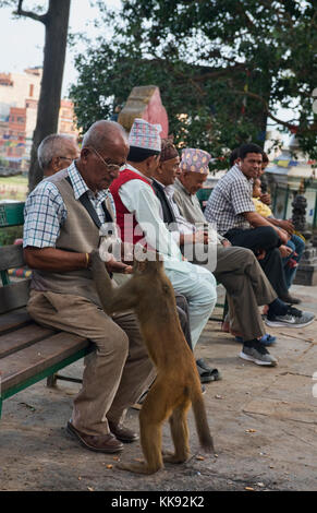 Sortir avec les singes, swayambhunath, Katmandou, Népal Banque D'Images