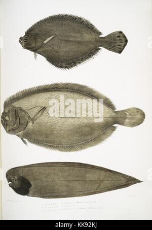 Impression colorée à la main représentant trois poissons, en haut un Chinois plie (Platessa chinensis), au milieu d'un docteur Russell's plie (Platessa russellii), et en bas une courte bordée Finless seul (Plagusia abbreviata), du livre 'Illustrations de zoologie indiennes, principalement à partir de la Collection du général de Hardwicke', 1832. À partir de la Bibliothèque publique de New York. Banque D'Images