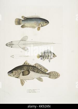 Impression colorée à la main représentant trois poissons, en haut une dentée Anabas Anabas (branchies spinosus), au milieu d'un Coius Coius (deux points), et binotatus au bas d'un repéré Sciaena (Sciaena maculata), du livre 'Illustrations de zoologie indiennes, principalement à partir de la Collection du général de Hardwicke', 1832. À partir de la Bibliothèque publique de New York. Banque D'Images