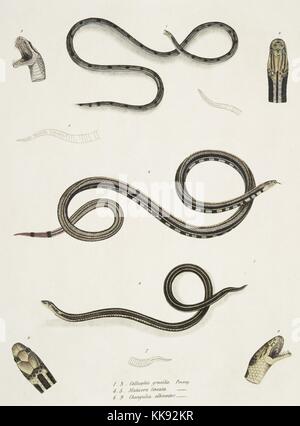 Impression colorée à la main représentant trois serpents, en haut un mince Calliophis (Calliophis gracilis), au milieu une bordée Maticora (Maticora lineata), et en bas une Changulia Changulia à ventre blanc (albiventer), les détails de la tête et la bouche autour des coins, du livre 'Illustrations de zoologie indiennes, principalement à partir de la Collection du général de Hardwicke', 1832. À partir de la Bibliothèque publique de New York. Banque D'Images