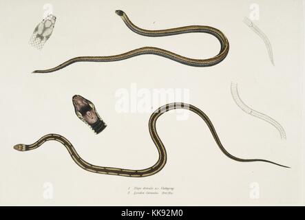 Impression colorée à la main représentant deux serpents, en haut une bordée soutenu Elaps (Elaps dorsalis), et en bas une chaîne repéré Lycodon (Lycodon catenatus), détails de la tête et ouvrir la bouche, du livre 'Illustrations de zoologie indiennes, principalement à partir de la Collection du général de Hardwicke', 1832. À partir de la Bibliothèque publique de New York. Banque D'Images