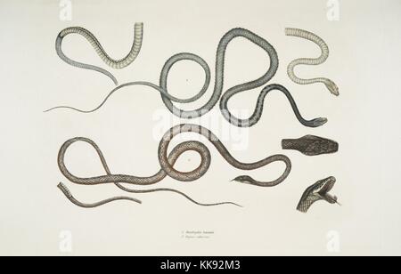 Impression colorée à la main représentant deux serpents, en haut d'un serpent strié (Dendrophis lateralis), et en bas une Dipsas rougeâtre (Dipsus rubescens), détails de la tête, bouche ouverte, et le dessous, du livre 'Illustrations de zoologie indiennes, principalement à partir de la Collection du général de Hardwicke', 1832. À partir de la Bibliothèque publique de New York. Banque D'Images