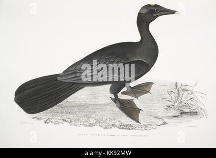 Impression colorée à la main représentant un oiseau aux pieds palmés, debout dans un champ, sous-titrées Pigmy Cormorant (pygmens Carbo), du livre 'Illustrations de zoologie indiennes, principalement à partir de la Collection du général de Hardwicke', 1832. À partir de la Bibliothèque publique de New York. Banque D'Images