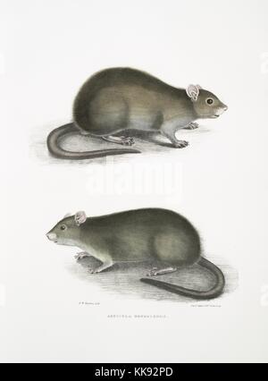 Impression colorée à la main représentant deux rats, titré Bengali Domaine Rat (Arvicola bengalensis), du livre 'Illustrations de zoologie indiennes, principalement à partir de la Collection du général de Hardwicke', 1832. À partir de la Bibliothèque publique de New York. Banque D'Images