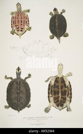 Impression colorée à la main illustrant deux variations d'une tortue, en vu du haut et sous-titrées, Eaved (Terrapin Emys tectum), du livre 'Illustrations de zoologie indiennes, principalement à partir de la Collection du général de Hardwicke', 1832. À partir de la Bibliothèque publique de New York. Banque D'Images