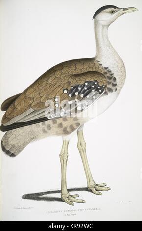 Impression colorée à la main représentant un oiseau, titré Edward's Outarde (Otis edwardsii) demi-longueur naturelle, du livre 'Illustrations de zoologie indiennes, principalement à partir de la Collection du général de Hardwicke', 1832. À partir de la Bibliothèque publique de New York. Banque D'Images