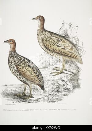 Impression colorée à la main représentant une scène de deux oiseaux, en haut d'Hepburn (hepburnii Francolin perdrix), en bas à gauche une variante (Perdix, hepburnii odypore var Pallida), du livre 'Illustrations de zoologie indiennes, principalement à partir de la Collection du général de Hardwicke', 1832. À partir de la Bibliothèque publique de New York. Banque D'Images