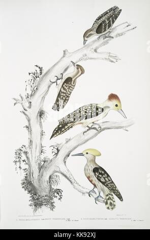 Impression colorée à la main représentant une scène de quatre oiseaux perchés sur un arbre, les deux meilleurs sont le mâle et la femelle brown Woodpecker Picus (molluccensis), les deux sont l'homme et la femme Mahratta Woodpecker Picus (mahrattensis), du livre 'Illustrations de zoologie indiennes, principalement à partir de la Collection du général de Hardwicke', 1832. À partir de la Bibliothèque publique de New York. Banque D'Images