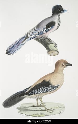 Impression colorée à la main représentant deux oiseaux, en haut le Jay gulaire (Garrulus gularis), en bas le beau Jay (Garrulus ornatus), du livre 'Illustrations de zoologie indiennes, principalement à partir de la Collection du général de Hardwicke', 1832. À partir de la Bibliothèque publique de New York. Banque D'Images