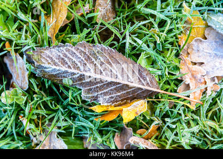 Les feuilles sèches sur le sol. Vue rapprochée d'un marronnier feuille morte couché dans l'herbe parmi d'autres variétés de feuilles sèches couvertes de givre. Banque D'Images