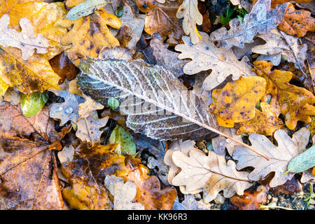 Les feuilles sèches sur le sol. Un marronnier feuille morte sur le sol parmi d'autres des feuilles sèches couvertes de givre et de gouttes de rosée gelée. Banque D'Images