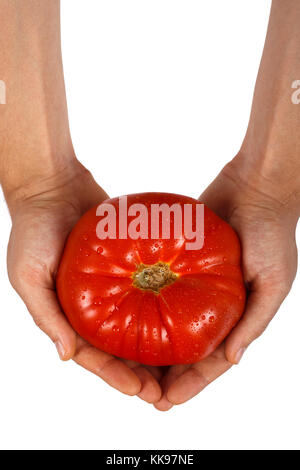 Male hands holding a tomato isolé sur fond blanc. Banque D'Images