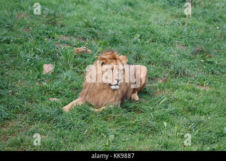 Homme lion reposant sur l'herbe. Banque D'Images