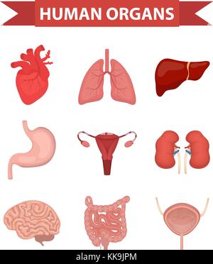 Les organes internes de l'icons set, télévision style. collection avec coeur, foie, poumons, reins, estomac, système reproducteur féminin, le cerveau, les intestins. anatomie, médecine, concept. santé. vecteur. Illustration de Vecteur