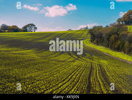 Combe valley - plans de culture. même en hiver les nouvelles cultures de printemps sont de plus en plus, à la suite de la charrue et les lignes de l'ameublissement ratissées famer's champs. Banque D'Images