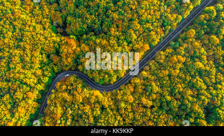 Route sinueuse dans la forêt aux couleurs de l'automne Banque D'Images