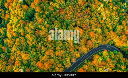 Vue aérienne de minimaliste à l'automne de la route forestière de couleur Banque D'Images