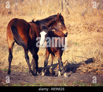 Wild horse et colt dans la prairie Banque D'Images