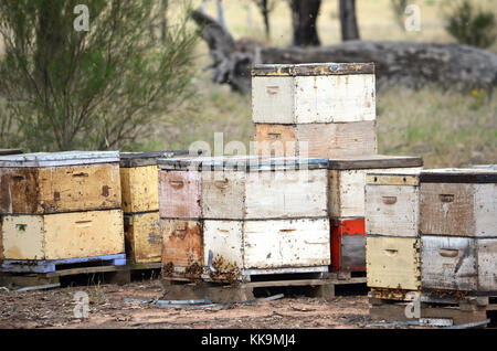 Abeille en bois coloré dans des boîtes en bois, de l'Australie , rural Banque D'Images