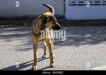 Belle promenade de chiens errants à une route à la voiture abandonnée Banque D'Images