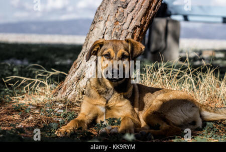 Beau chien errant assis à la plage sous un arbre ombragé et regardant la caméra brown Banque D'Images