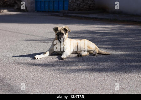Chien assis au milieu de la route regardant la caméra belle Banque D'Images