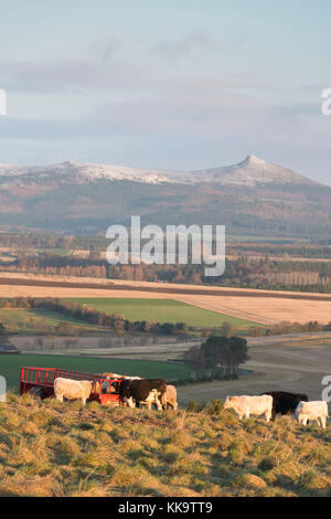 L'engraissement de bovins à l'aube avec Snow-Capped Bennachie dans l'arrière-plan Banque D'Images