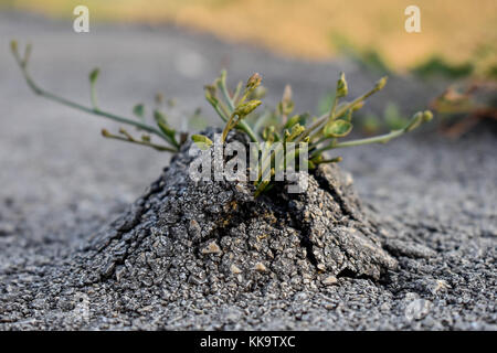 L'herbe pousse verte de l'asphalte, casse de la force de la nature Banque D'Images