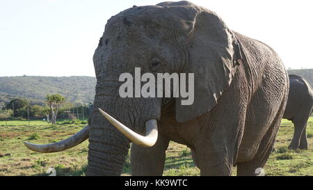 Les éléphants sur le plan de l'Afrique du Sud Banque D'Images