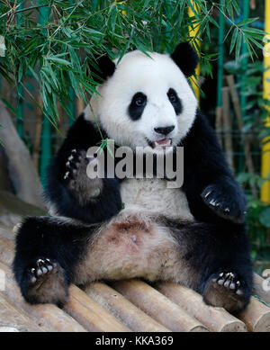 Nuan nuan (signifie la chaleur), le premier-né de Malaisie panda cub est assis sur le banc en bois au centre de la conservation des pandas à Kuala Lumpur, Malaisie Banque D'Images