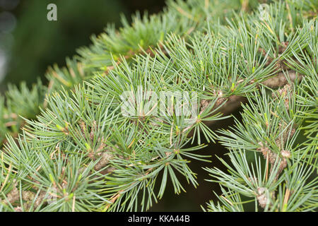 Libanon-Zeder, Libanonzeder, Libanesische Zeder, Cedrus libani, Syn. Cedrus libanotica, cèdre du Liban, cèdre du Liban Banque D'Images