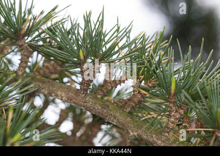 Libanon-Zeder, Libanonzeder, Libanesische Zeder, Cedrus libani, Syn. Cedrus libanotica, cèdre du Liban, cèdre du Liban Banque D'Images