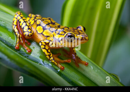 Les arlequins poison dart frog ou dendrobates histrionicus Banque D'Images