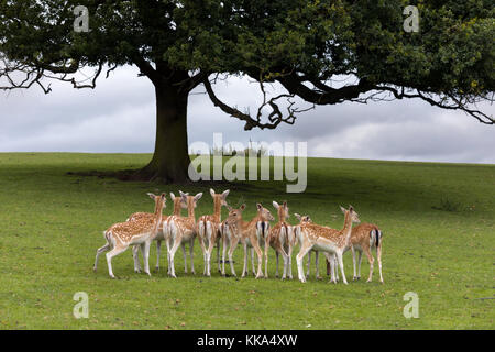 Axis ou chital deer depuis l'Inde, grand arbre Banque D'Images