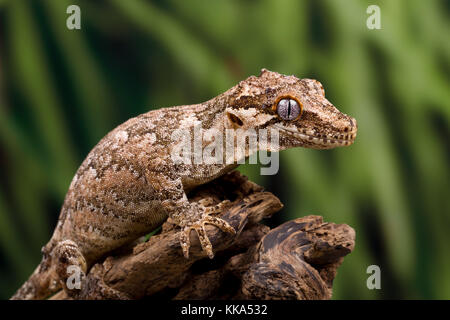 Gecko gargouille sur une branche de l'arbre mort Banque D'Images