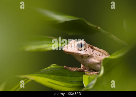 Borneo adultes hibou grenouille sur feuilles vertes Banque D'Images