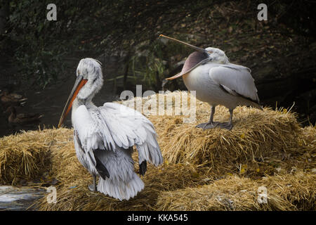 Pelican avec bec ouvert sur une énorme balle de foin au zoo Banque D'Images