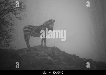 Zèbre de montagne de Hartmann debout sur quelques roches sur un froid, sombre et brumeux matin de novembre au zoo Banque D'Images