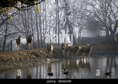 Milu cerfs à l'intérieur du trou d'arrosage zoo. L'espèce est éteinte à l'état sauvage Banque D'Images