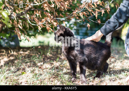 Les jeunes part joue avec cat. caresses et d'amour pour les animaux de compagnie Banque D'Images