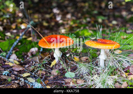 Russule sur le fond de mousse dans la forêt Banque D'Images