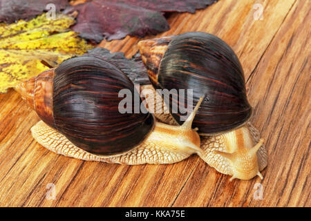 Deux escargots achatina africain géant sur fond de bois avec des feuilles de vigne prises libre. Banque D'Images