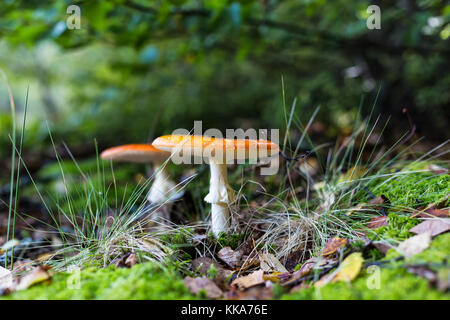 Russule sur le fond de mousse dans la forêt Banque D'Images