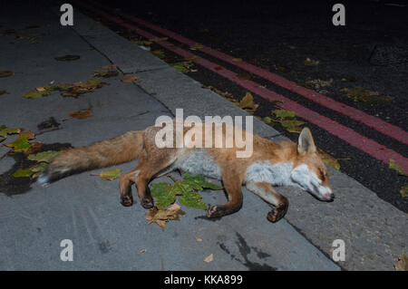 Red Fox urbain, Vulpes vulpes, tués sur la route en voiture, Londres, Royaume-Uni Banque D'Images