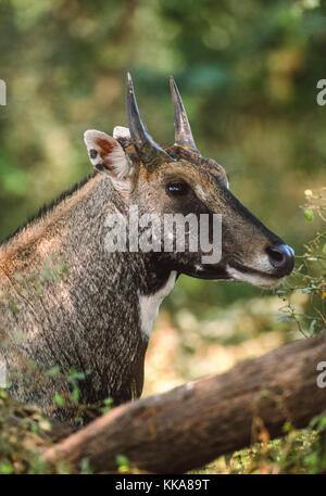 Homme Nilgai ou bleu (Boselaphus tragocamelus, Bull), Parc national de Keoladeo Ghana, Bharatpur, Rajasthan, Inde Banque D'Images