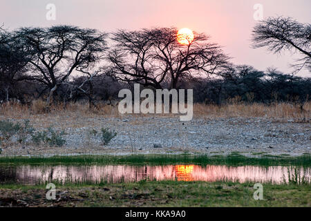 Coucher du soleil à l'étang à Onguma Bush Camp, onguma game reserve, la Namibie, l'Afrique Banque D'Images