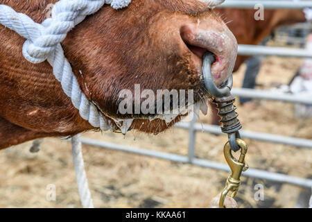 Uppingham, Rutland, UK. 29 novembre, 2017. un taureau attaché par son fatstock nosering au show à la place du marché, à Uppingham Rutland, Angleterre, le 29 novembre 2017. crédit : michael foley/Alamy live news Banque D'Images